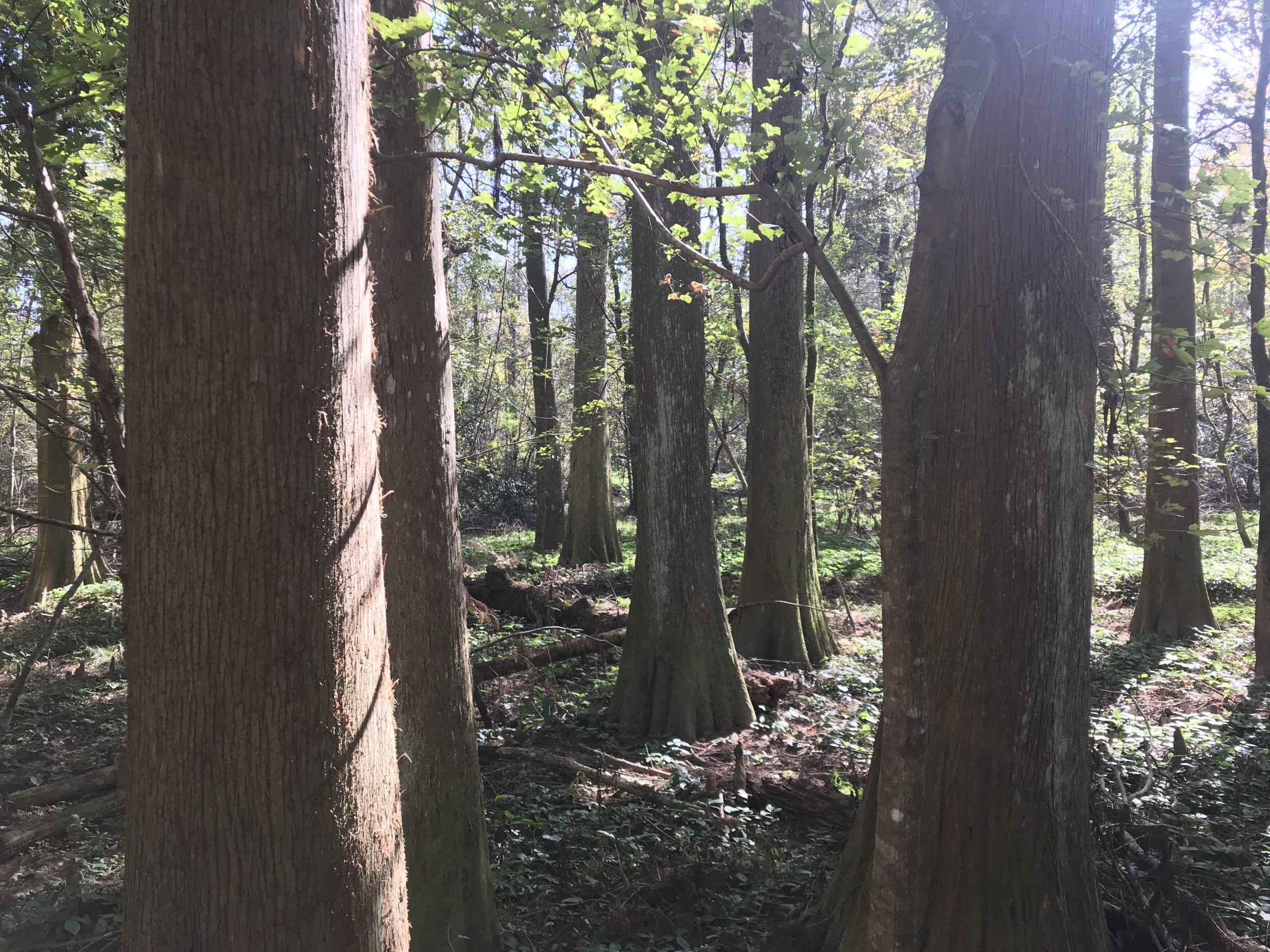 Chicot State Park